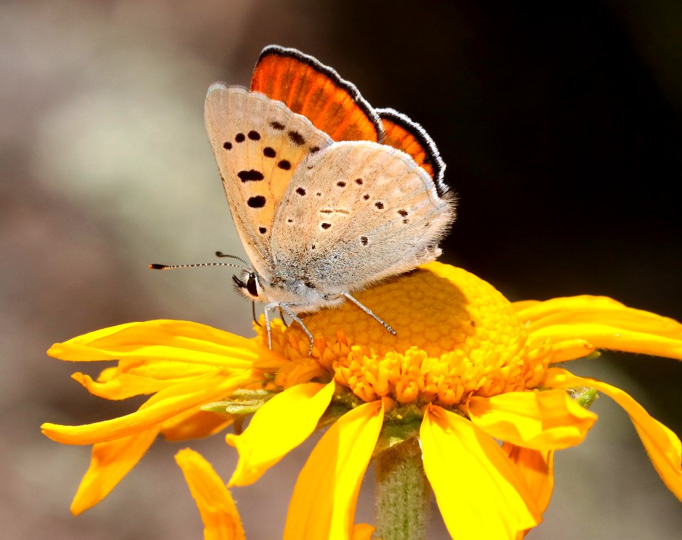 COPPER, FERRIS'S RUDDY (Lycaena rubidus ferrisi) (6-21-2020) 8800 ft, mile 231.9 of Rte 191, just north of Hannigan meadow, greenlee co, az -01
