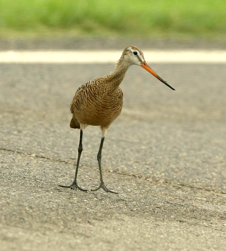 304 - MARBLED GODWIT (6-9-2018) grand forks co, nd -03