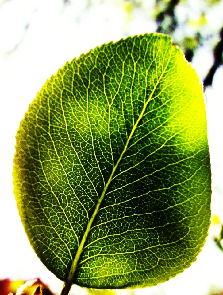 Plant nature macro