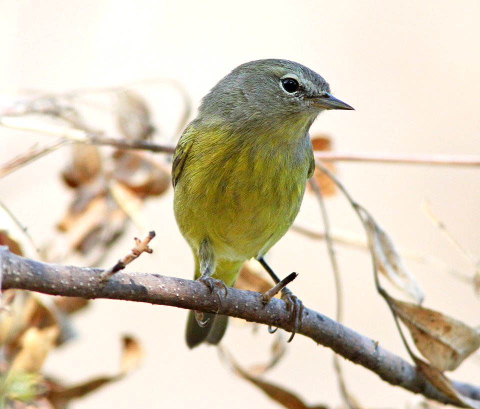 WARBLER, ORANGE-CROWNED (9-21-11) pena blanca lake, scc, az -01