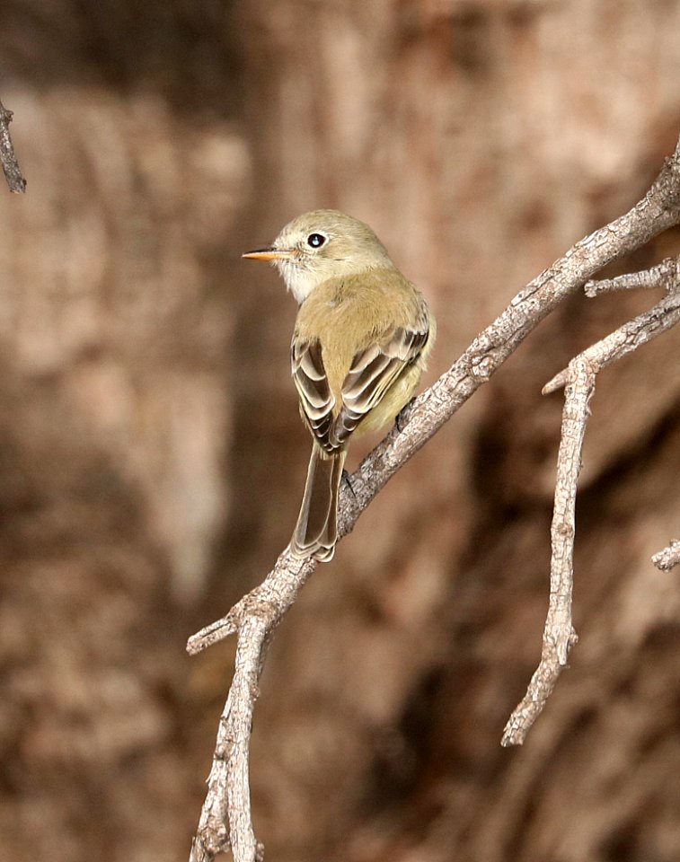 581 - GRAY FLYCATCHER (1-12-2017) tubac, santa cruz co, az -01