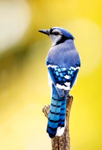 Blue Jay photo