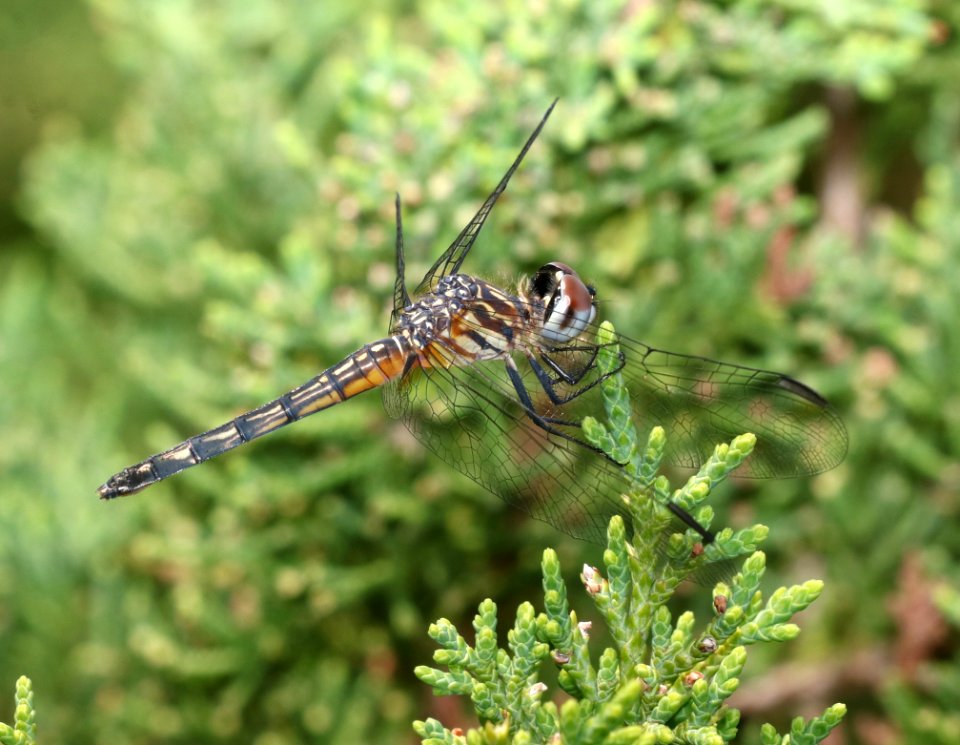 DASHER, BLUE (Pachydiplax longipennis) (6-1-2017) female, pea island nwr, dare co, nc