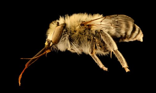 Anthophora urbana, m, right. Yolo Co., CA 2019-03-21-22.16.41 ZS PMax UDR photo