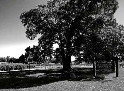 Maple Tree