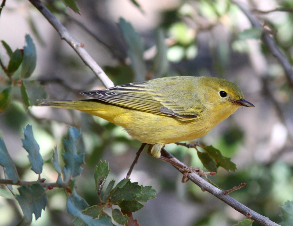 WARBLER, YELLOW (9-21-09) cottonwood springs, carrizo n m , slo co, ca -01