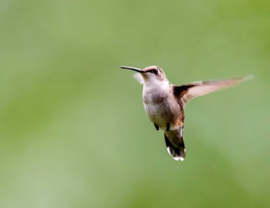 Ruby-throated Hummingbird photo