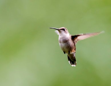 Ruby-throated Hummingbird