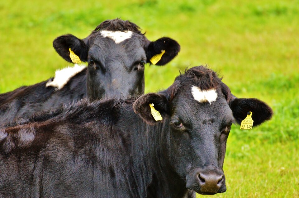 Beef black and white animal
