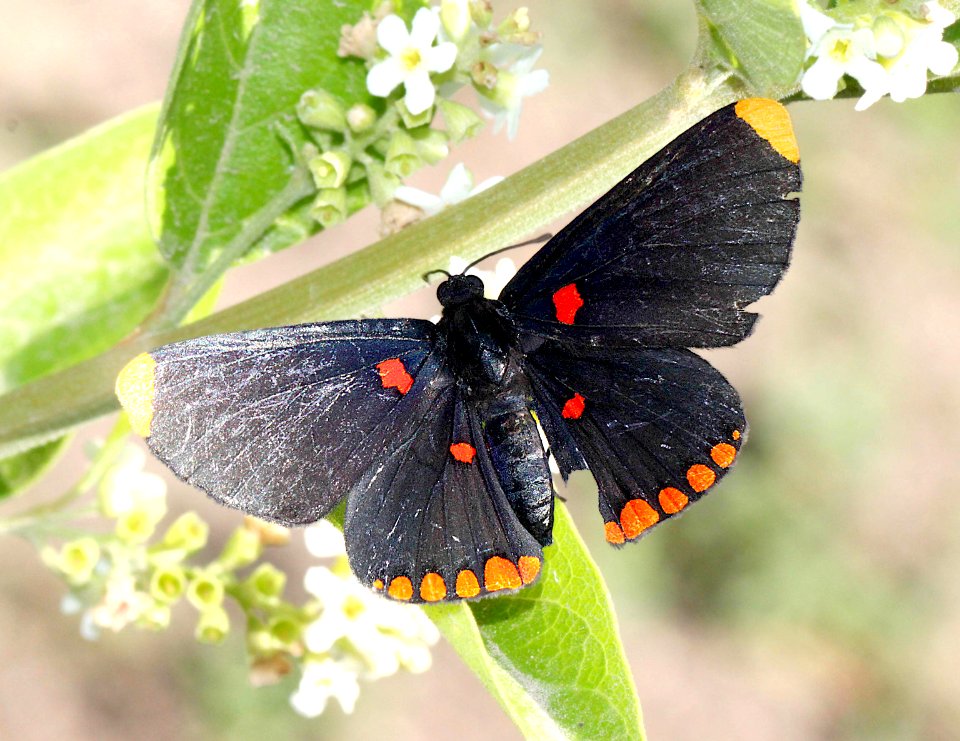 PIXIE, RED-BORDERED (Melanis pixe) (4-18-12) national butterfly center, mission, tx  (7)