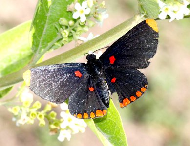 PIXIE, RED-BORDERED (Melanis pixe) (4-18-12) national butterfly center, mission, tx  (7)