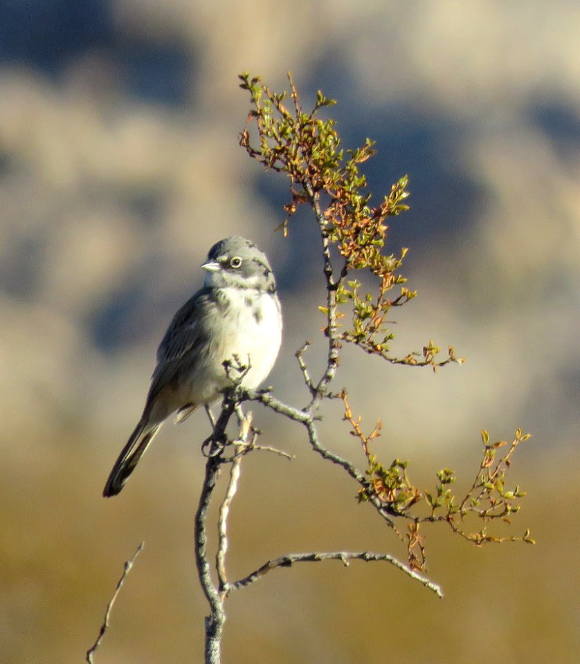 881.5 - SAGEBRUSH SPARROW (1-15-2021) kelbaker road exit, I-40, san bernadino co, ca (4)