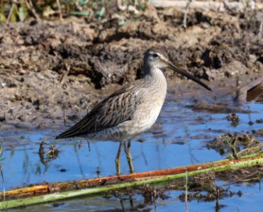 332 - LONG-BILLED DOWITCHER (10-11-2020) juvenile, patagonia lake, santa cruz co, az -03