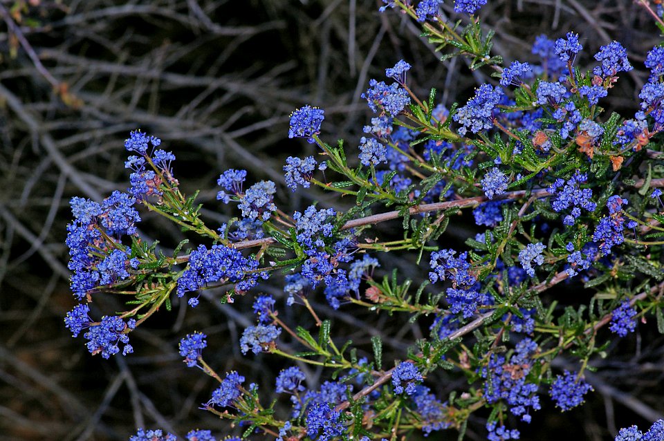 CEANOTHUS, sp (ceanothus, sp) (4-15-08) cerro alto -01
