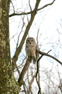 Barred Owl photo