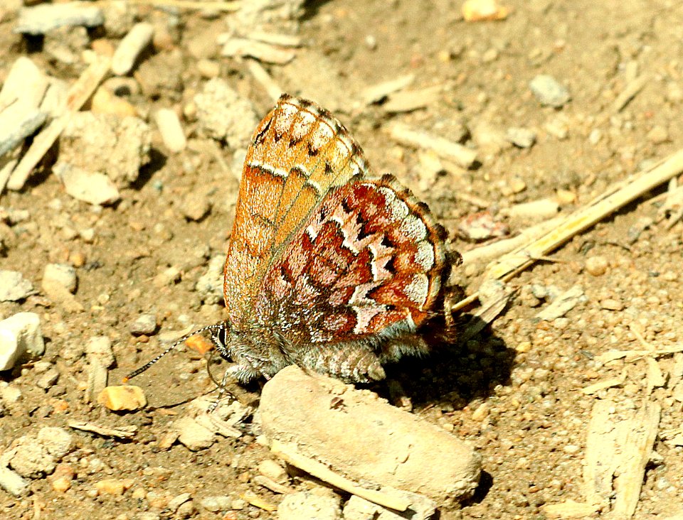ELFIN, EASTERN PINE (Callophrys niphon) (6-2-2018) crawford co, mi -01