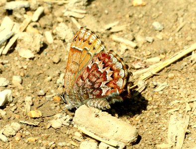 ELFIN, EASTERN PINE (Callophrys niphon) (6-2-2018) crawford co, mi -01