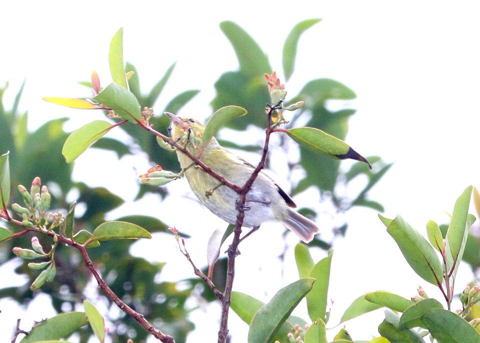 ANIANIAU (4-29-2018) pihea trail, kokee state park, kauai, hawaii -02