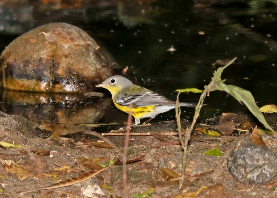 826 - MAGNOLIA WARBLER (11-6-2016) convention center, south padre island, cameron co, tx -01