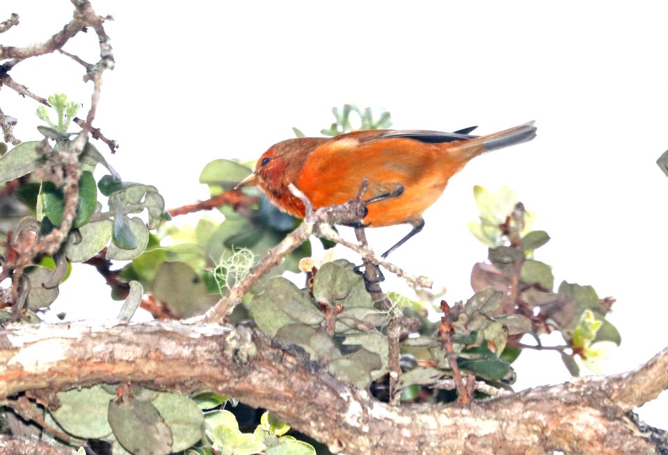 AKEPA (8-30-2017) hakalau forest national wildlife refuge, hawaii co, hawaii -01 imm male