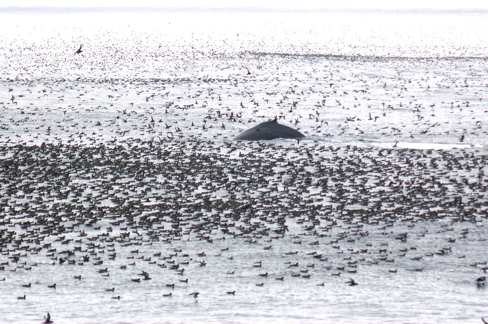 135 - SHORT-TAILED SHEARWATER (9-06) aleutian islands, ak - 1