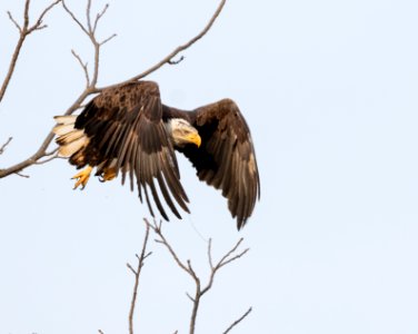 Bald Eagle photo