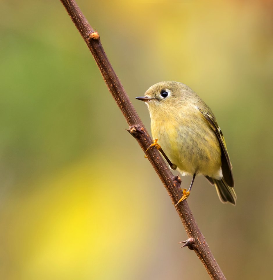 Ruby-crowned Kinglet