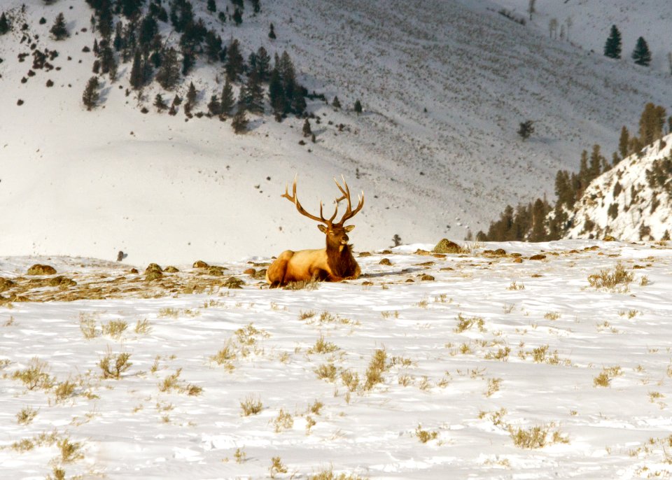 Bull elk on Blacktail Plateau sleeping