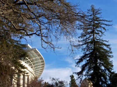 Cal Stadium, redwood tree; Berkeley, CA, 6FEB16