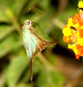 SKIPPER, LONG-TAILED (Urbanus proteus) (4-18-12) national butterfly center, mission, tx  (2)
