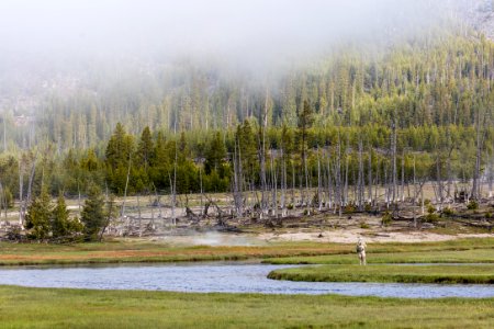 Fly fishing near Biscuit Basin (2)