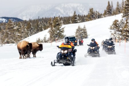 Snowmobile group passing bison near Lower Geyser Basin photo