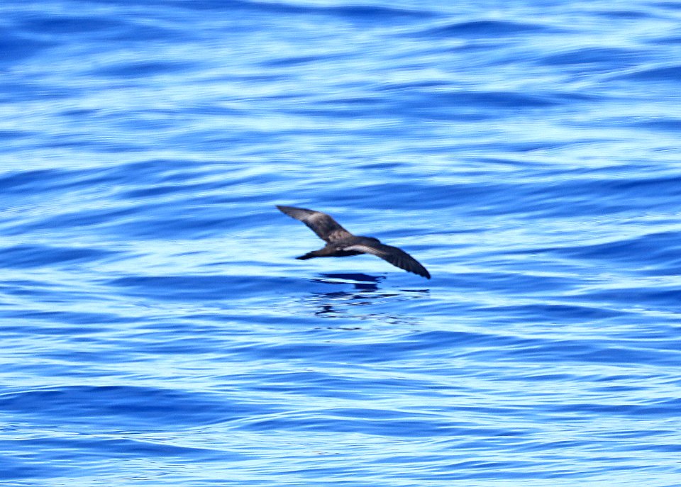 BULWER'S PETREL (9-15-2017) kona pelagic trip, kona, hawai'i co, hawaii -01