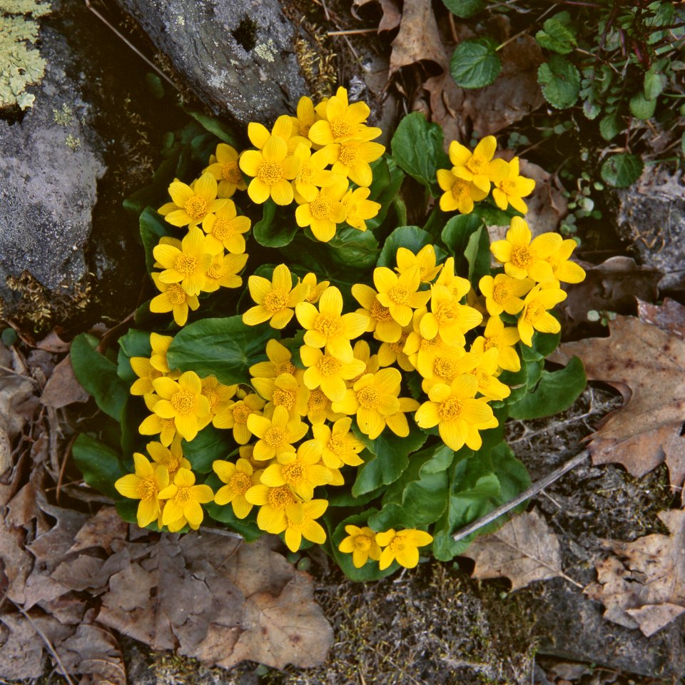 Marsh Marigold Flowers