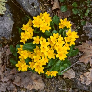 Marsh Marigold Flowers