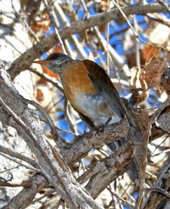 755 - RUFOUS-BACKED ROBIN (2-5-2018) south of santa gertrudis lane, tumacacori, santa cruz co, az -06 - Copy