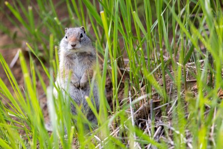 Uinta ground squirrel photo