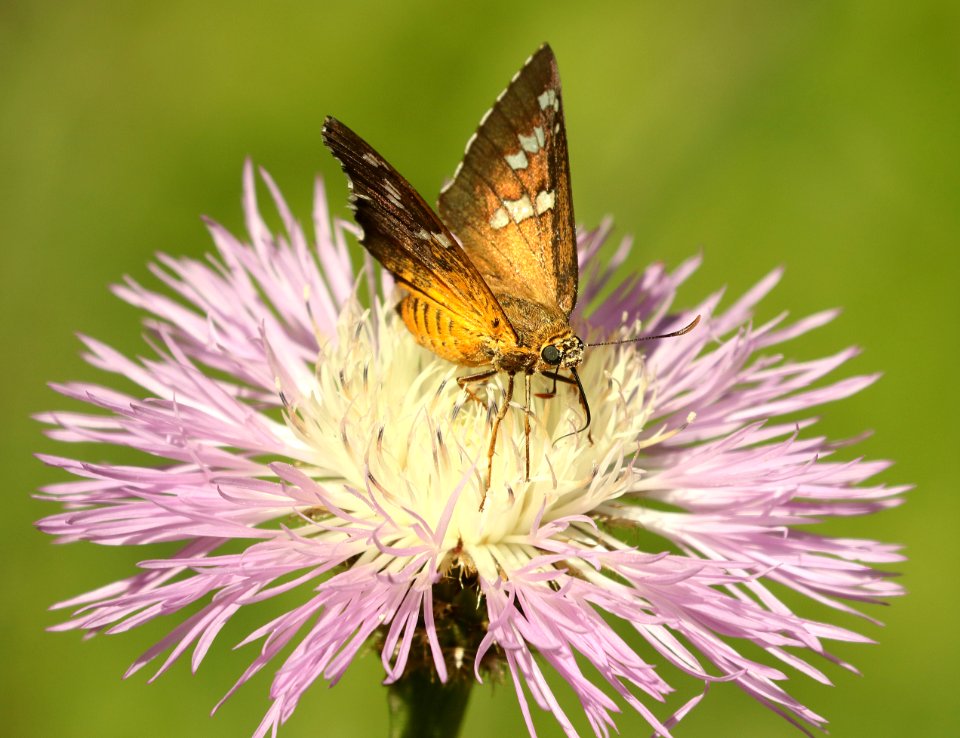 FIRETIP, DULL (apyrrothrix arazes) (9-3-2019) garden canyon, huachuca mts, cochise co, az -02