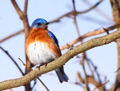 Eastern Bluebird (male) photo