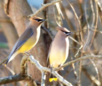 Cedar Waxwing photo