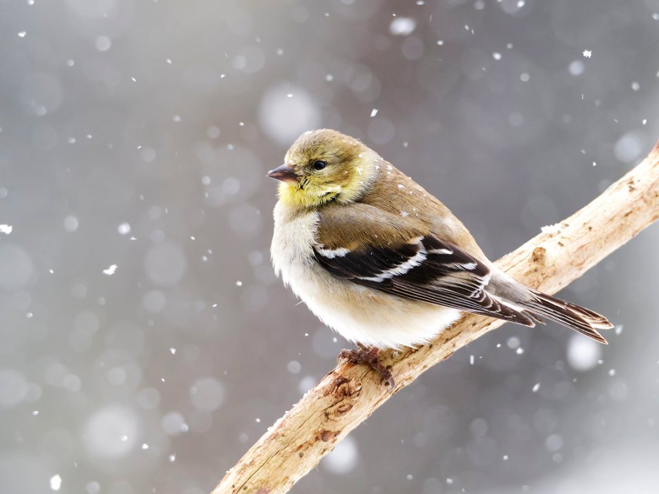 American Goldfinch