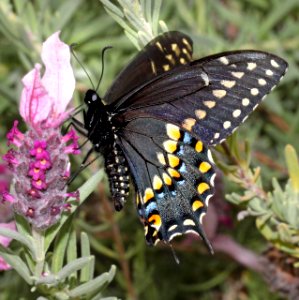 SWALLOWTAIL, BLACK (Papilio polyxenes) (3-28-2015) 78 circulo montana, patagonia lake ranch estates, scc, az