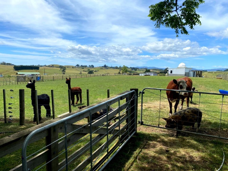 The herd