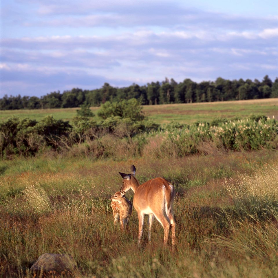 Deer in Big Meadow