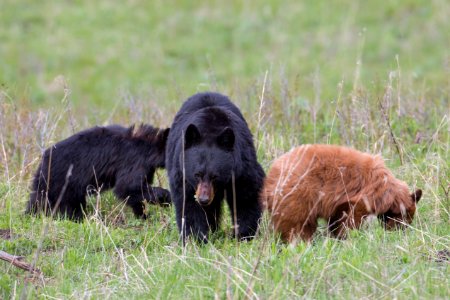 Black bear with cubs photo