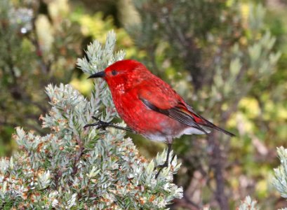 APAPANE (5-5-2018) hosmer grove, haleakala nat park, maui co, hawaii -07