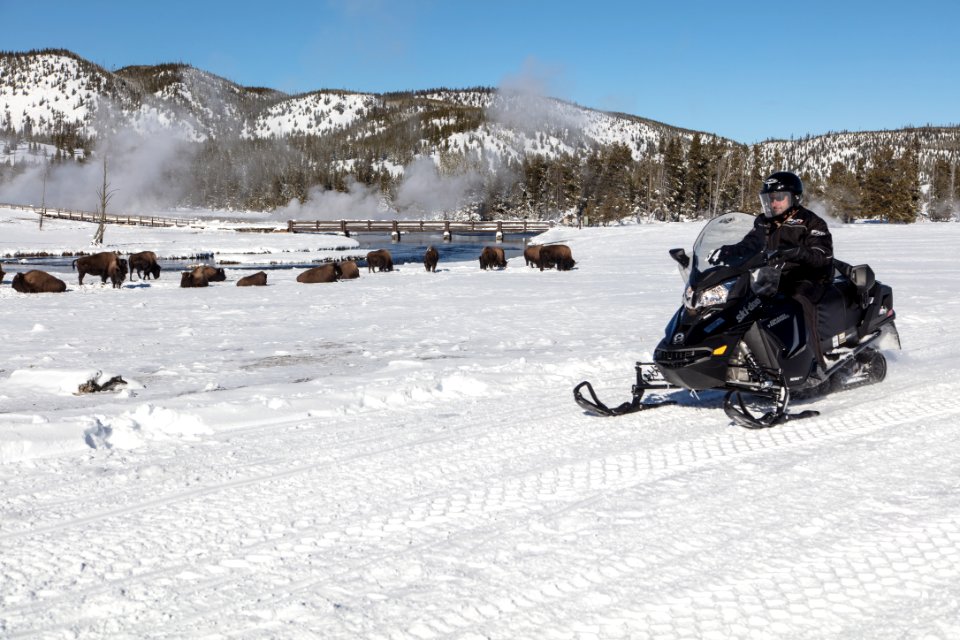 Snowmobiler drives past a herd of Bison in Biscuit Basin photo