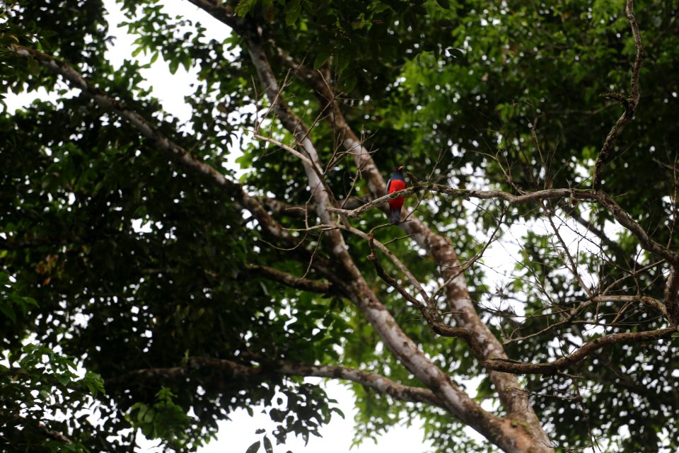Slaty-tailed Trogon