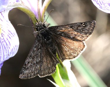 DUSKYWING, PERSIUS (Erynnis persius) (12-11-12) fem, west of williams, coconino co, az (2)