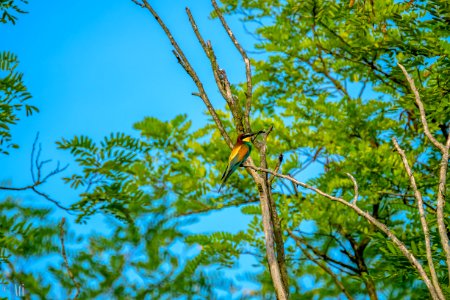 European bee-eater photo